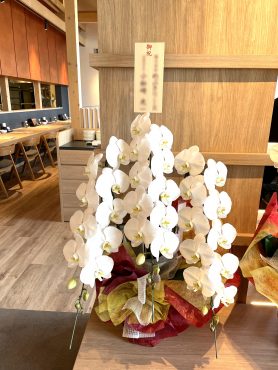 開店お祝い！胡蝶蘭
