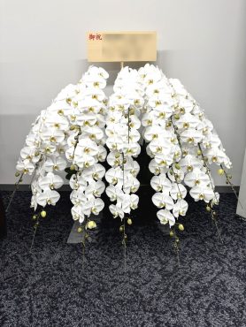 移転御祝！胡蝶蘭「松庄花壇」（茨城県土浦市の花屋）のギャラリー写真