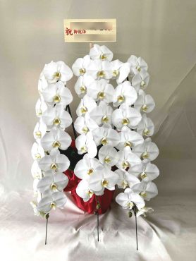 御就任御祝！胡蝶蘭