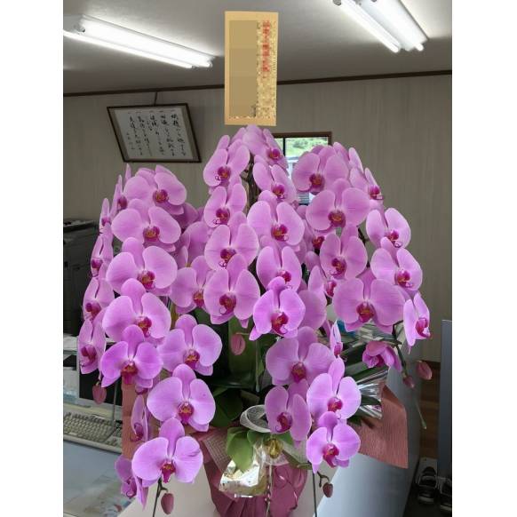 胡蝶蘭　大輪（ピンク）5本立 900042